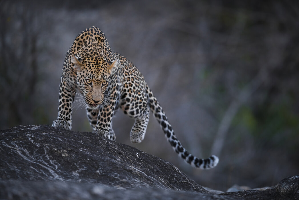 leopard-on-a-rock | sedara Lanka Tours