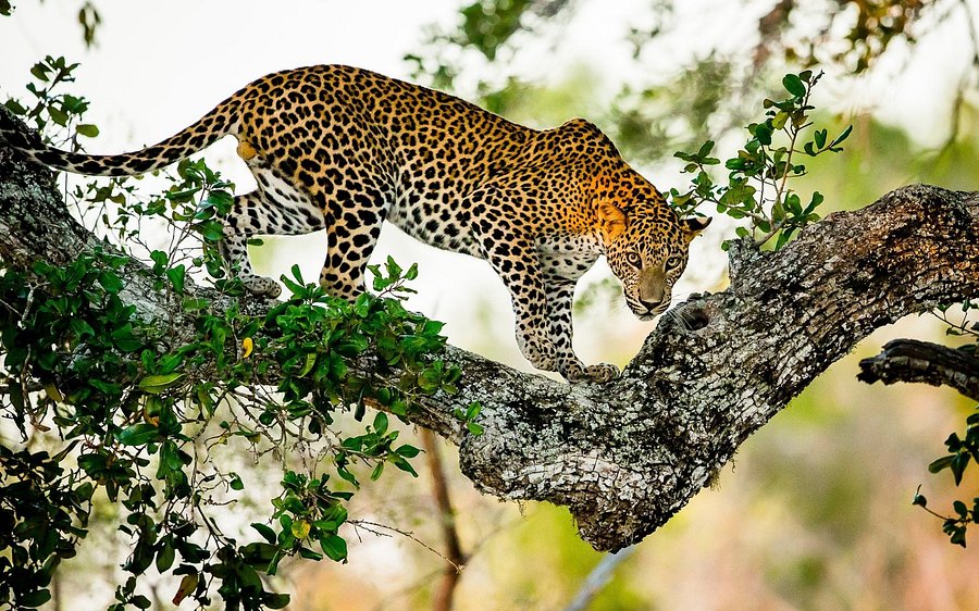 yala  | sedara Lanka Tours